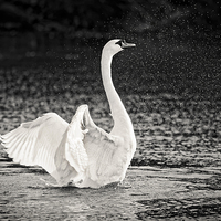 Buy canvas prints of  Splashing Swan by Ian Merton
