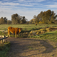 Buy canvas prints of Morning Cow by Ian Merton