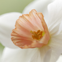 Buy canvas prints of Pink Daffodil by Ian Merton