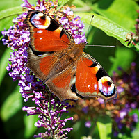 Buy canvas prints of Peacock Butterfly by Ian Merton