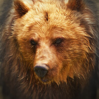 Buy canvas prints of Grizzly Bear by Ian Merton