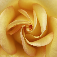 Buy canvas prints of Yellow Rose by Ian Merton