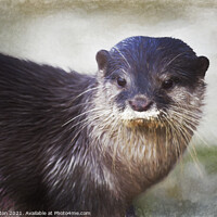 Buy canvas prints of Otter by Ian Merton