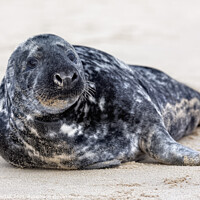 Buy canvas prints of Ernie the Seal by Ian Merton