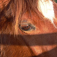 Buy canvas prints of A Close up Horse by Jackson Photography