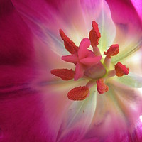 Buy canvas prints of Pink Tulip by Angie Keverne