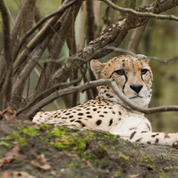 Buy canvas prints of  Relaxing leopard under a tree by Jurgen Schnabel