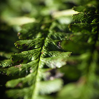 Buy canvas prints of Macro fern leafe by Jurgen Schnabel