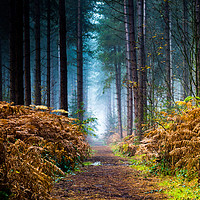 Buy canvas prints of Fog in the woods by colin allport