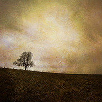 Buy canvas prints of the tree by colin allport