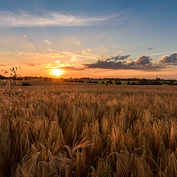 Buy canvas prints of Sunset at Battisford by Nick Rowland