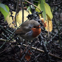 Buy canvas prints of  A christmas Robin on Wenlock Edge, Shropshire. by CJ Allen