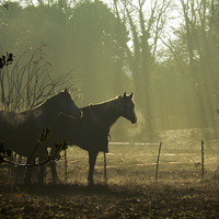 Buy canvas prints of Two Horses at Winter by CJ Allen