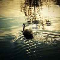 Buy canvas prints of Swan on the river Calder, Wakefield                by CJ Allen