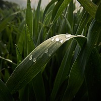 Buy canvas prints of Raindrops on a leaf. by CJ Allen
