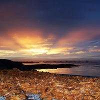 Buy canvas prints of  Seaweed Sunset by dan Comeau