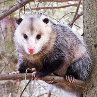 Buy canvas prints of  Possum in a Tree by dan Comeau