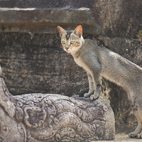 Buy canvas prints of Stray Cat at Temple Ruins  by Lorna Faulkes