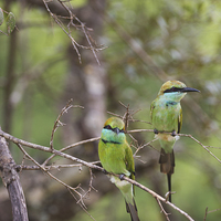 Buy canvas prints of A Pair of Bee - Eaters by Lorna Faulkes