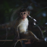 Buy canvas prints of Baby Toque Macaque by Lorna Faulkes