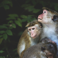 Buy canvas prints of Toque Macaque Family  by Lorna Faulkes