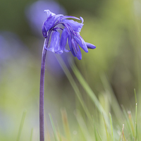 Buy canvas prints of Bluebell  by Lorna Faulkes