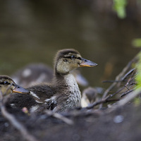 Buy canvas prints of Ducklings  by Lorna Faulkes