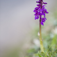 Buy canvas prints of Early Purple Orchid  by Lorna Faulkes