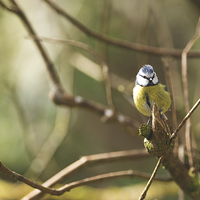 Buy canvas prints of Inquisitive Blue Tit  by Lorna Faulkes