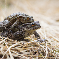 Buy canvas prints of Common Toads  by Lorna Faulkes