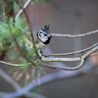 Buy canvas prints of Crested Tit  by Lorna Faulkes