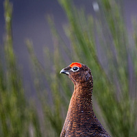 Buy canvas prints of Red Grouse  by Lorna Faulkes