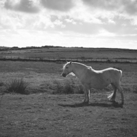 Buy canvas prints of Wild Pony on Bodmin Moor  by Lorna Faulkes