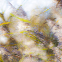Buy canvas prints of  Abstract Grasses by Mark Lovelock