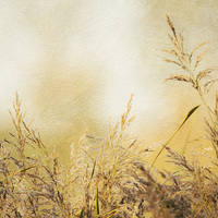 Buy canvas prints of  Grasses by Mark Lovelock