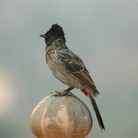 Buy canvas prints of Red  Vented Bulbul by Deep Kumar