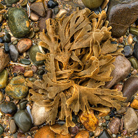 Buy canvas prints of Seaweed and pebbles by S Fierros