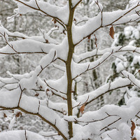 Buy canvas prints of Tree branches covered in snow by S Fierros