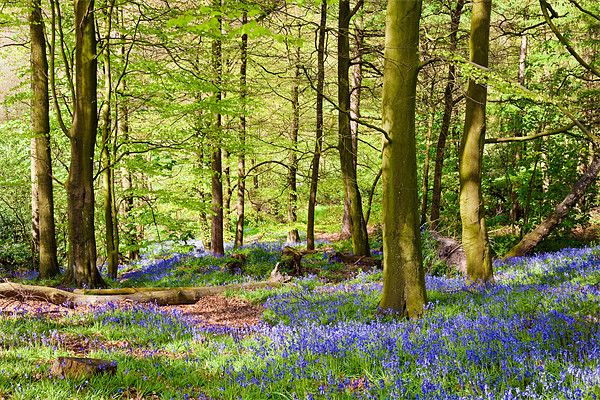 Woodland Bluebells Picture Board by John Hickey-Fry