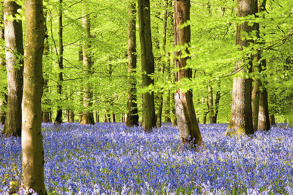Forest Bluebells Picture Board by John Hickey-Fry