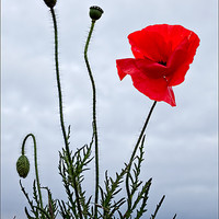Buy canvas prints of Life of the Poppy by Alice Gosling
