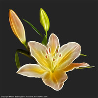 Buy canvas prints of Lily by Alice Gosling