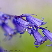 Buy canvas prints of Bluebell by Alice Gosling