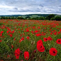 Buy canvas prints of Field of Poppies by Alice Gosling