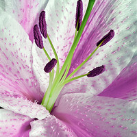 Buy canvas prints of Pink Lily in Macro by Alice Gosling