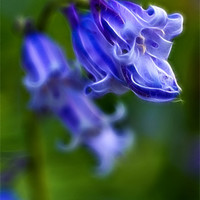 Buy canvas prints of Bluebell Stem by Alice Gosling