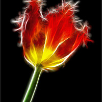 Buy canvas prints of Parrot Tulip by Alice Gosling