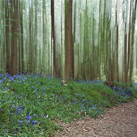 Buy canvas prints of Bluebells in the Wind by Alice Gosling