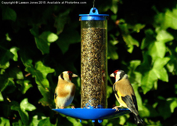  Goldfinches Picture Board by Lawson Jones