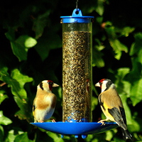 Buy canvas prints of  Goldfinches by Lawson Jones